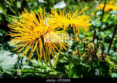 Fleur en tweed géant jaune ou fleur en panier arménien. Son nom scientifique est Centaurea Macrocephala, originaire du Caucase. Également appelé chighead knapweed Banque D'Images