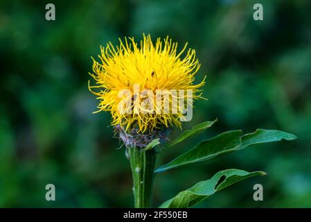 Fleur en tweed géant jaune ou fleur en panier arménien. Son nom scientifique est Centaurea Macrocephala, originaire du Caucase. Également appelé chighead knapweed Banque D'Images