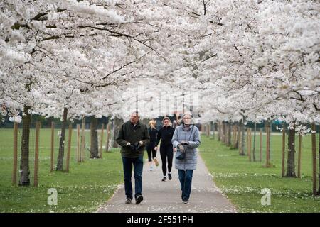 Les gens marchent sous les cerisiers en fleurs à Battersea Park, Londres. Date de la photo: Mercredi 24 mars 2021. Banque D'Images