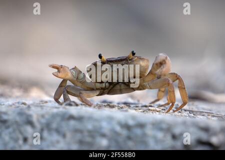 Crabe de terre indien, Cardisoma carnifex, Satara, Maharashtra, Inde Banque D'Images