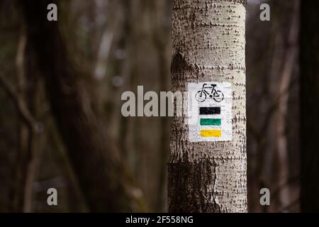 Marques pour les pistes cyclables sur un arbre dans la forêt. La photo a été prise un jour nuageux. Conditions d'éclairage médiocres. Banque D'Images