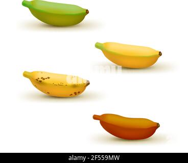 Illustration réaliste du vecteur de la carte de maturité de la banane de bébé. Lot de 4 bananes de différentes couleurs, vert sous-mûr à brun sur mûr. Illustration de Vecteur