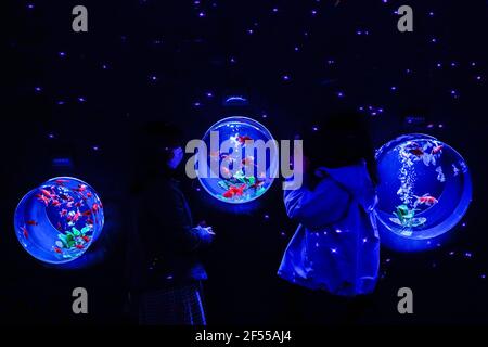 Tokyo, Japon. 24 mars 2021. Les gens visitent une exposition de poissons rouges au Musée de l'Aquarium d'Art à Tokyo, Japon, le 24 mars 2021. L'exposition est en vue du 6 mars au 9 mai. Credit: Christopher Jue/Xinhua/Alay Live News Banque D'Images