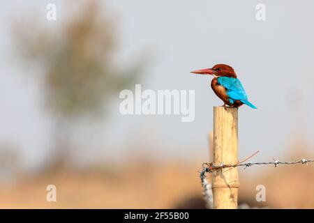 Kingfisher à gorge blanche perchée sur une clôture barbelée Banque D'Images