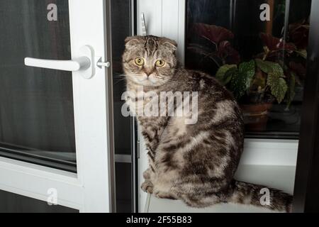 Cat se trouve sur le rebord de la fenêtre en pvc, s'intéresse et respire l'air frais de la soirée par la porte du balcon ouvert. Banque D'Images