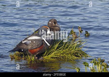 Le canard arlequin - paire dans environs de nest Histrionicus histrionicus région du lac Myvatn Islande BI028643 Banque D'Images