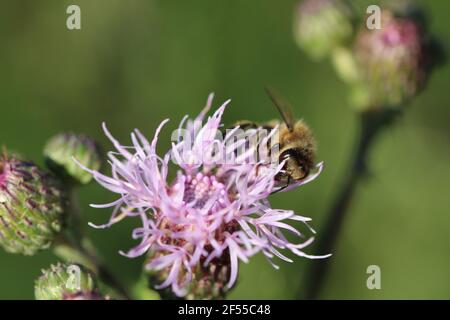 Gros plan d'une abeille assise sur les plantes de Saussurea salicifolia Banque D'Images