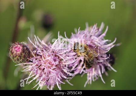 Gros plan d'une abeille assise sur les plantes de Saussurea salicifolia Banque D'Images