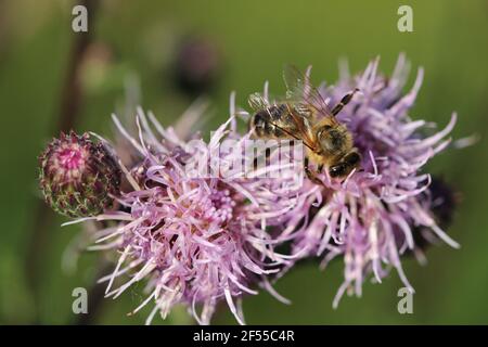 Gros plan d'une abeille assise sur les plantes de Saussurea salicifolia Banque D'Images