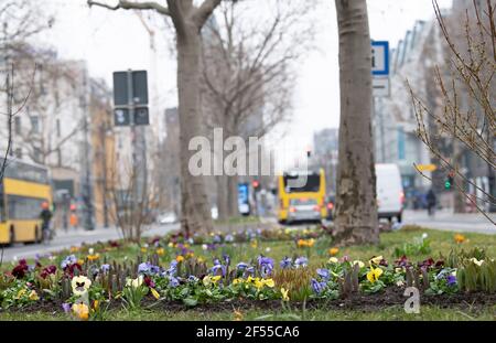 Berlin, Allemagne. 24 mars 2021. Les champs de plantes de Kurfürstendamm sont colorés. Différentes plantes y fleurissent. Credit: Paul Zinken/dpa-Zentralbild/dpa/Alay Live News Banque D'Images