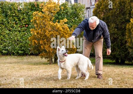 Homme senior jouant avec le chiot Berger blanc suisse dans le jardin. Banque D'Images