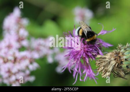 Gros plan d'une abeille assise sur les plantes de Saussurea salicifolia Banque D'Images