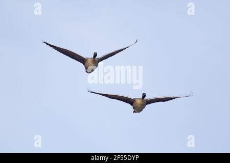 Oie à bec court - Anser brachyrhynchus paire en vol lac Myvatn Islande BI028724 Banque D'Images