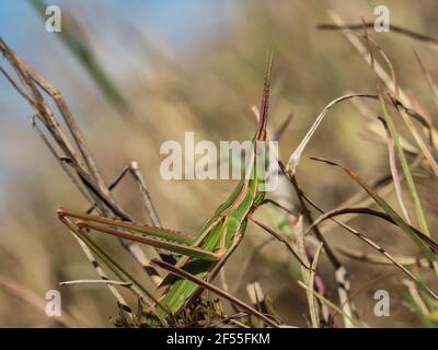 Sauterelle à tête conique (nom latin Acrida ungarica) dans la réserve naturelle spéciale de Kraljevac, en Serbie Banque D'Images