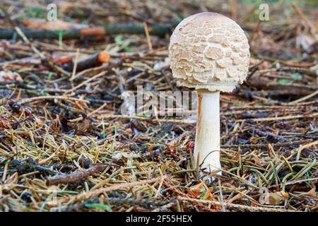 Chlorophyllum rachodes - champignons comestibles. Champignon dans l'environnement naturel. Français : parasol Shaggy Banque D'Images