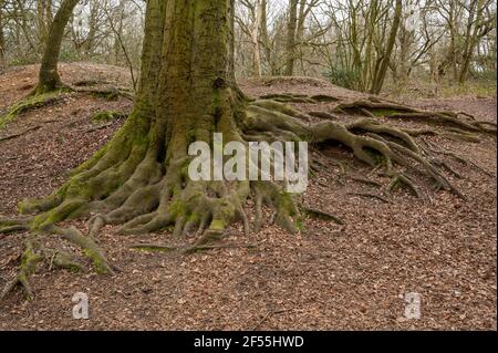 Un vieux chêne montrant ses racines bien établies Un fond de forêt dans Norfolk Angleterre Banque D'Images