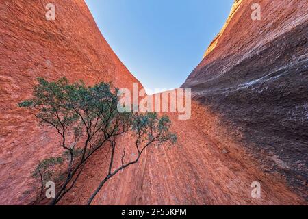 Australie, territoire du Nord, gorge de Kantju dans le paysage désertique du parc national d'Uluru Kata Tjuta Banque D'Images