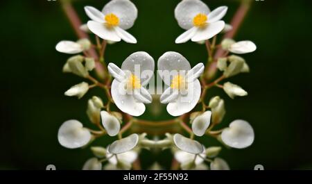 Begonia Semperflorens une fleur blanche étincelante centrée en jaune avec des feuilles vertes brillantes sur une composition abstraite. Banque D'Images