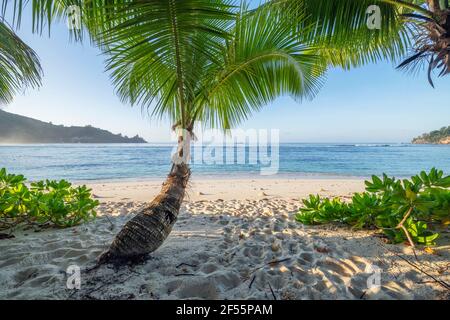 Palmier poussant sur la plage de la Baie Lazare en été Banque D'Images