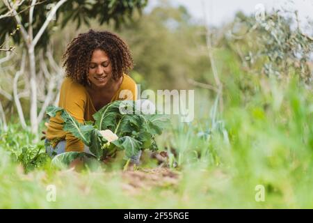 Femme souriante aux cheveux bouclés cueillant le chou-fleur dans le jardin Banque D'Images