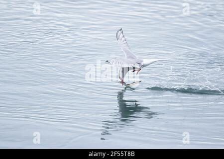 Sterne arctique - poisson pêché dans le lagoonSterna paradisaea lagon de Jokulsarlon Islande BI028926 Banque D'Images