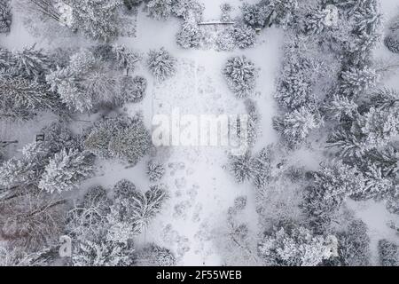 Vue sur la forêt enneigée par drone Banque D'Images