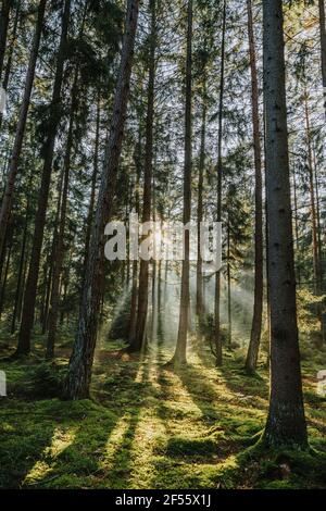 Rayons du soleil traversant les arbres en forêt Banque D'Images