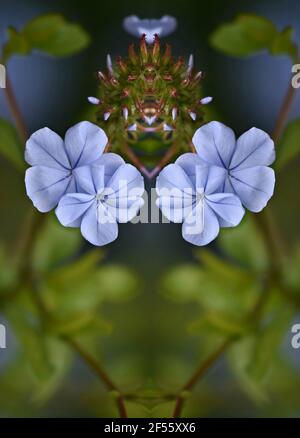 Plumbago auriculata, un grimpeur à feuilles persistantes avec des grappes de fleurs bleu-violet vives et profondes sur un fond vert naturel. Banque D'Images