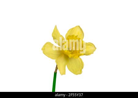 Daffodil ou Narcissus isolés sur blanc. Fleur de Pâques. Banque D'Images
