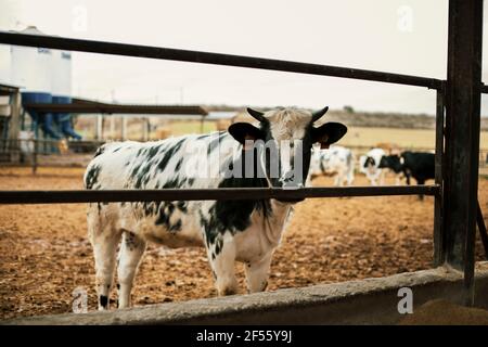Vache regardant à travers la clôture au ranch Banque D'Images