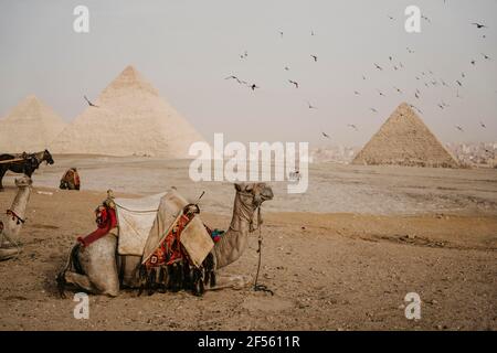 Égypte, le Caire, Flock d'oiseaux volant au-dessus de chameaux se reposant près des pyramides de Gizeh Banque D'Images