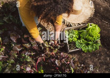 Femme piquant des betteraves dans le jardin potager par caisse Banque D'Images