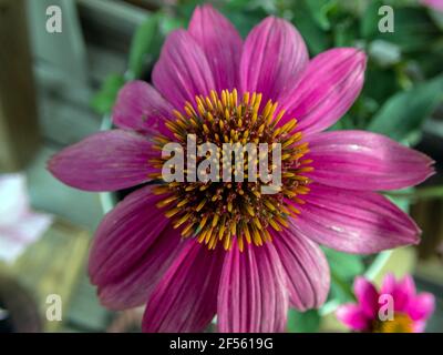 Un gros plan sur le centre d'un conefleet violet. Les pétales sont légèrement défocused, ce qui attire l'attention sur la partie centrale de la fleur. Banque D'Images