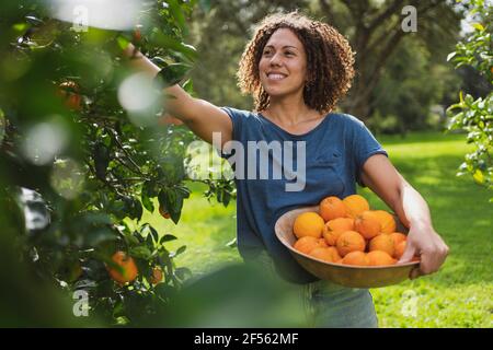 Femme souriante aux cheveux bouclés avec panier cueillant les oranges de l'arbre dans le jardin Banque D'Images