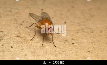 La mouche à fruits, souvent appelée gnat, de la famille des Drosophilidae Banque D'Images