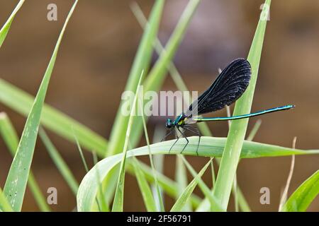 Vue horizontale en gros plan d'un damselfly à ailes de bijoux ébène perché sur une lame d'herbe alerte et prête à l'emploi. Banque D'Images