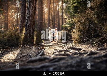 Chien courant dans la forêt du Palatinat au lever du soleil au Palatinat, Allemagne Banque D'Images