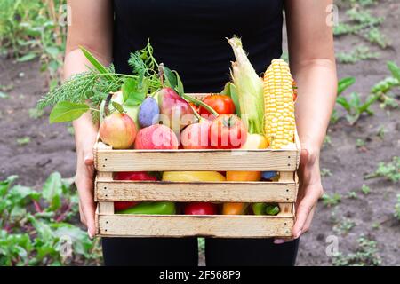 Personne tenant une caisse en bois pleine de légumes bio et fruits issus d'un jardin biologique à l'extérieur Banque D'Images