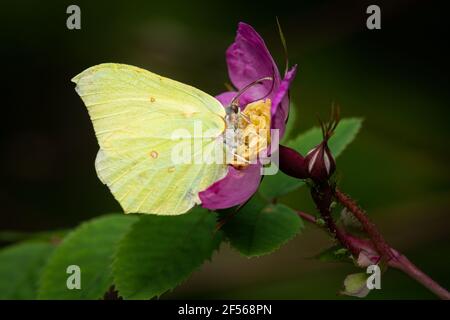 Un papillon commun (Gonepteryx rhamni, Pieridae) assis sur la fleur d'une rose) Banque D'Images