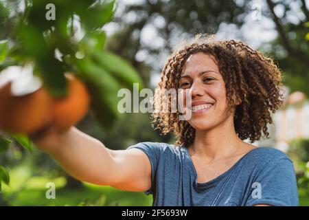 Femme souriante aux cheveux bouclés cueillant des oranges dans un jardin Banque D'Images