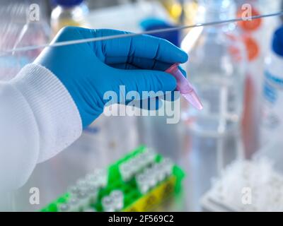 Flacon de conservation pour scientifique mâle contenant une formule chimique prête pour l'analyse en laboratoire Banque D'Images