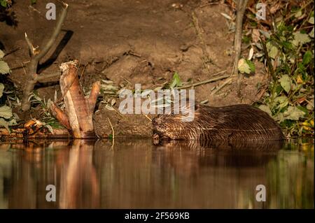 Un castor mangeant un matin ensoleillé en été, le Danube à Vienne (Autriche) Banque D'Images