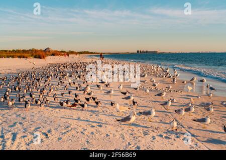 Troupeau d'oiseaux à la plage du parc national Lovers Key, fort Myers, Floride, États-Unis Banque D'Images