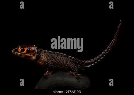 Peau de crocodile à yeux rouges (Tribolonotus gracilis) Banque D'Images