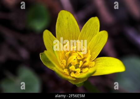 Magnifique pilewort jaune Marsh, macro photographie Banque D'Images