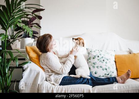 Femme senior jouant avec Jack Russell Terrier sur le canapé à accueil Banque D'Images