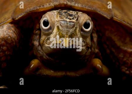 Tortue à feuilles noires (Geoemyda spengleri) Banque D'Images