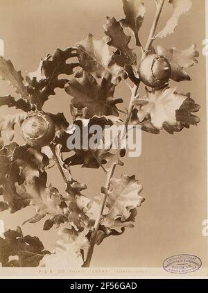 P. 4. N° 17171 Firenze - Cerro - (quercus cerris). . Banque D'Images