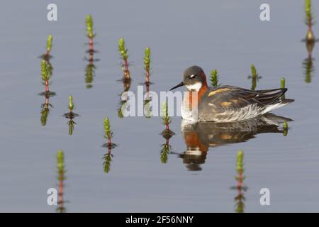 Phalarope à col rouge - femalePhalaropus lobatus Merakkasletta Peninsulaire Islande BI029115 Banque D'Images