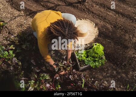 Femme cueillant des betteraves tout en s'écrassant dans un jardin potager Banque D'Images